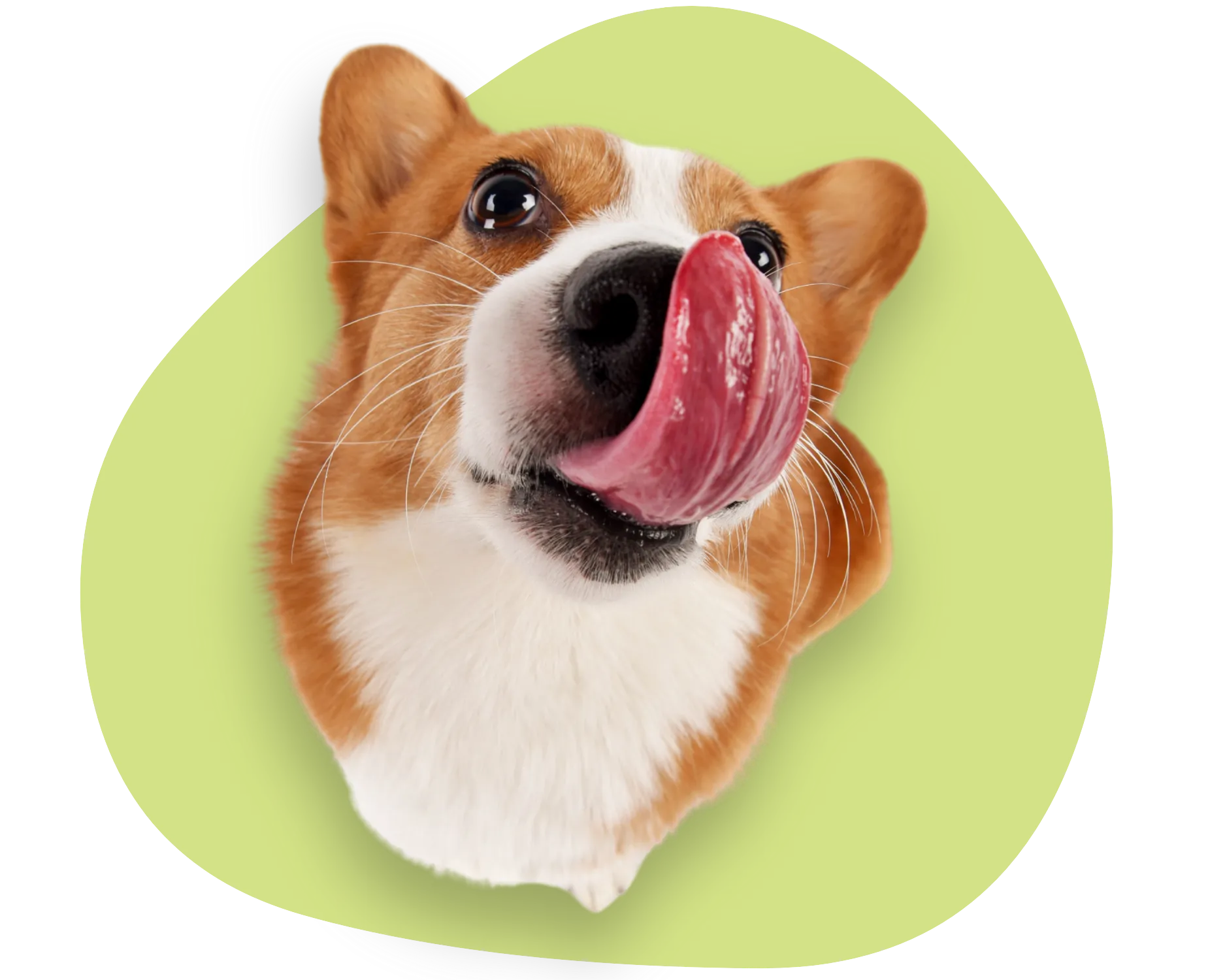 Salon SmartDog avec boxes de lavage chien libre-service en Suisse romande